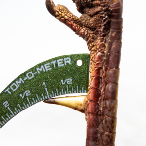 Turkey Spur Gauge – Tom-O-Meter for Accurate Spur Measurement